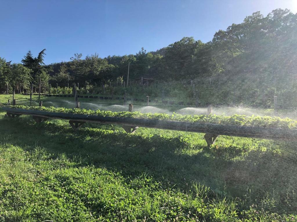 Ferienwohnung Tenuta Ca Di Bertucci Solignano Exterior foto